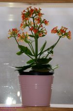 055 Flowering Succulent-130224_01.jpg