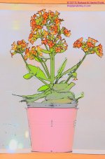 055 Flowering Succulent-130224-CS.jpg