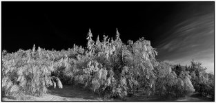Untitled_Panorama2-winter-wanderland-bw.jpg