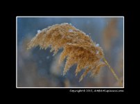 Wild-Grass-+-Snow.jpg