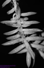 057 Cactus-130226-BW_01.jpg