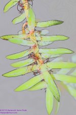 057 Cactus-130226-CS_01.jpg