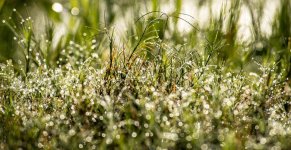 Fogg Dam 27022013-34.jpg