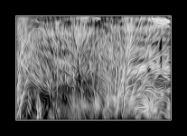 1-whitetreeoil-001.jpg