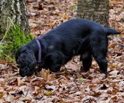 P1010082dog1.jpg
