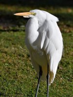 Egret.jpg