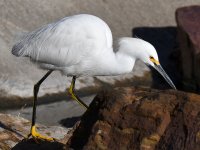 Egret5.jpg
