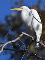 Egret4.jpg
