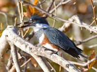 Kingfisher4.jpg