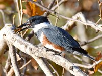 Kingfisher3.jpg