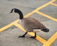 duckwalk.jpg