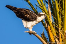 DSC_1115.jpg