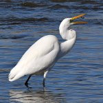 Egret.jpg