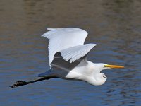 Egret2.jpg