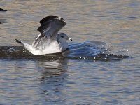 Gull2.jpg
