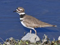 Killdeer3.jpg
