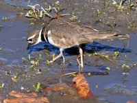 Killdeer4.jpg