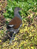Moorhen.jpg
