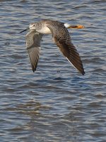 Sandpiper.jpg