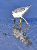 YellowLegs.jpg