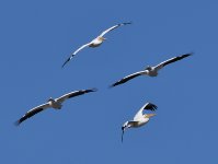 Pelicans.jpg