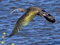 Ibis.jpg