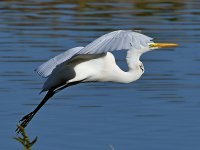 Egret3.jpg