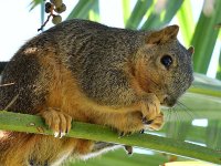Squirrel.jpg
