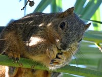 Squirrel4.jpg