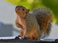 Squirrel2.jpg