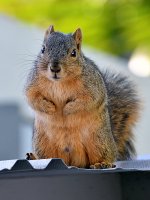 Squirrel3.jpg
