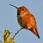 Hummer4.jpg