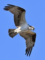 Osprey12.jpg