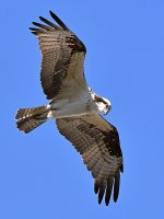 Osprey13.jpg