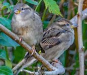 P1010120pairof sparrows.jpg
