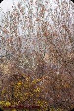 Rainy December Day-8203.jpg