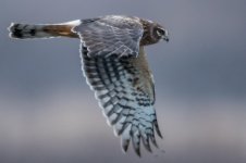 DSC_5906-2.jpg