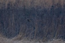 DSC_5930-2.jpg