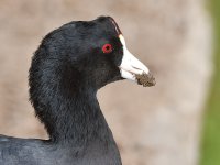 Coot2.jpg