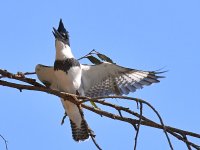 Kingfisher.jpg