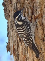 Woodpecker3.jpg