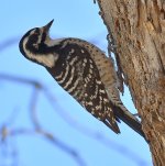 Woodpecker6.jpg
