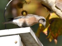 Bluebird2.jpg