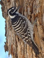 Woodpecker4.jpg