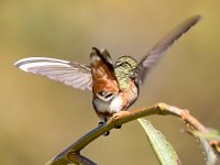 Hummer3.jpg