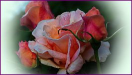 DSC_5131.jpg