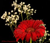 Red Gerbera 12-4-2016.jpg