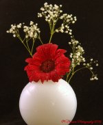 Red Gerbera and White Globe 12-4-2016.jpg