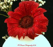 Red Gerbera and White Globe  #2 12-4-2016.jpg