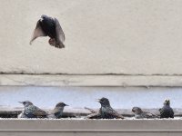 Starlings.jpg